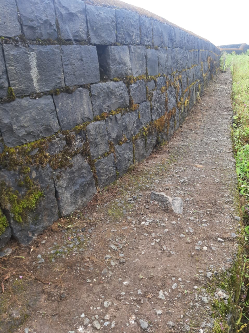 गवत,झुडुपांनी वेढलेल्या तोरणा किल्ल्याने घेतला मोकळा श्वास                                  