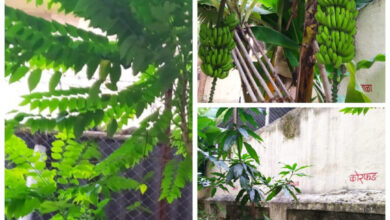 बघा महापालिकेच्या कोणत्या शाळेत बहरलीये औषधी वनस्पतींची बाग