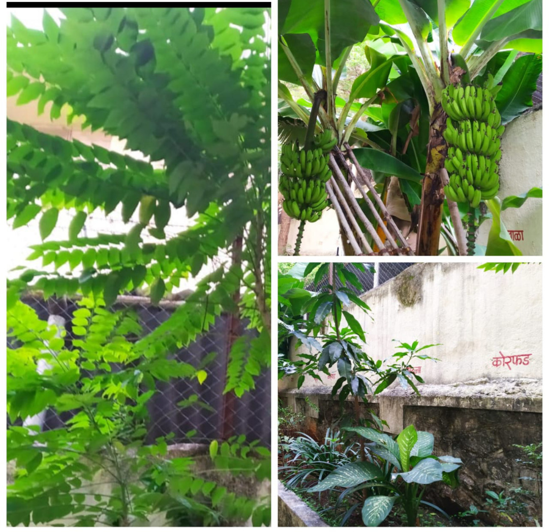 बघा महापालिकेच्या कोणत्या शाळेत बहरलीये औषधी वनस्पतींची बाग