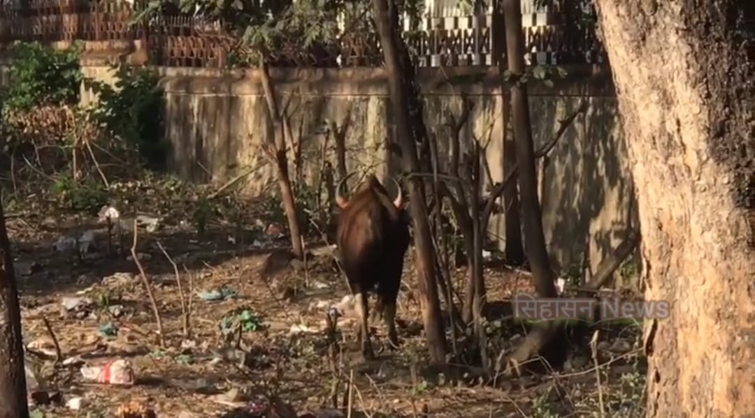 कोथरूड परिसरात पुन्हा एकदा गव्याचे दर्शन