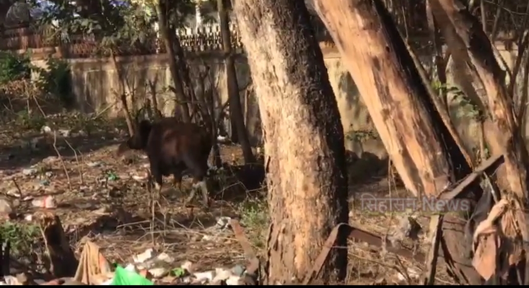 वन विभागाने रानगव्याला सुरक्षितपणे परत पाठवले वन विभागाने रानगव्याला सुरक्षितपणे परत पाठवले