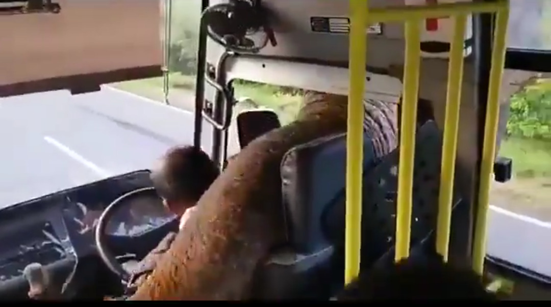 भूक लागलेल्या हत्तीने केली ही करामत, व्हिडिओ पाहून  तुम्ही थक्क व्हाल