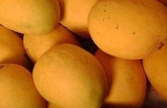 कोकण हापूस आंब्याच्या नावाने फसवणूक करणाऱ्यावर  होणार आता ही कारवाई..