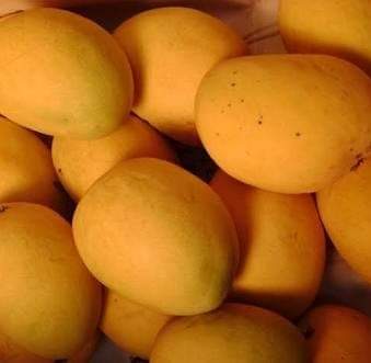 कोकण हापूस आंब्याच्या नावाने फसवणूक करणाऱ्यावर  होणार आता ही कारवाई..