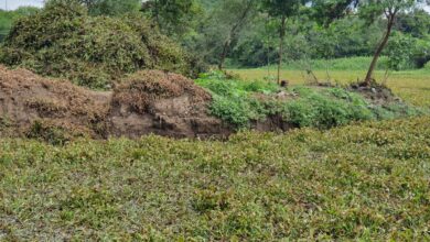 महापालिकेने कोट्यवधी रुपये खर्चूनही पाषाण तलावातील जलपर्णीची समस्या सुटेना ; शिवम सुतार यांच्याकडून महापौर, आयुक्तांना निवेदन