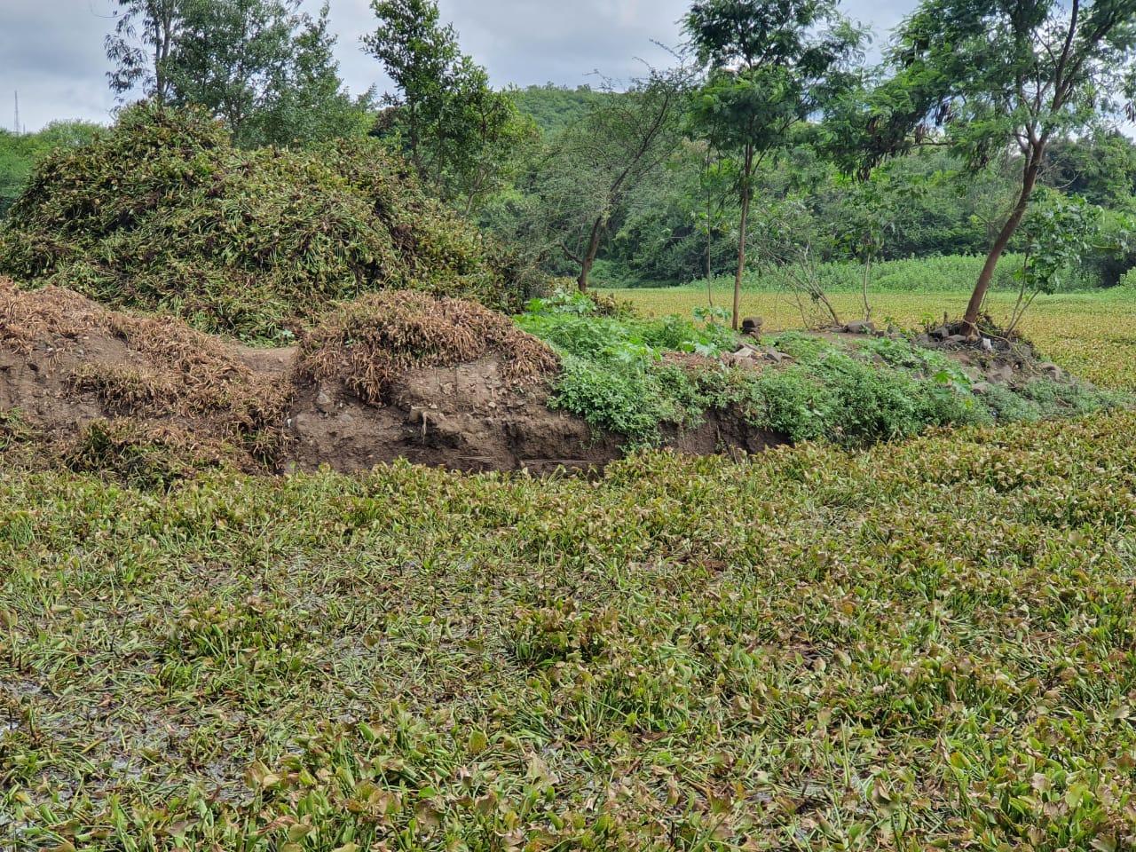 महापालिकेने कोट्यवधी रुपये खर्चूनही पाषाण तलावातील जलपर्णीची समस्या सुटेना ; शिवम सुतार यांच्याकडून महापौर, आयुक्तांना निवेदन
