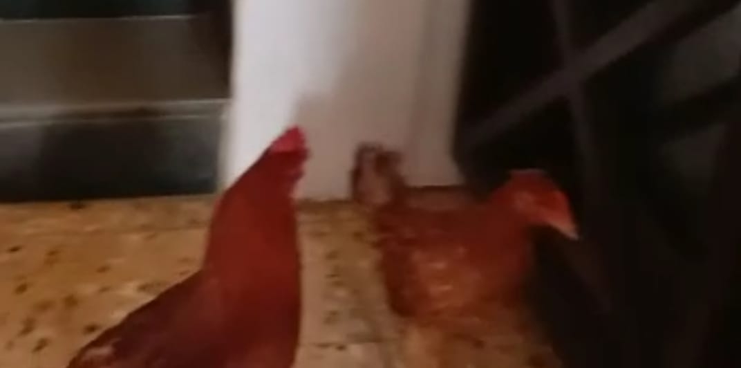 पुण्यात भाजप कार्यालयात शिवसैनिकांनी सोडल्या कोंबड्या पाहा व्हिडिओ…