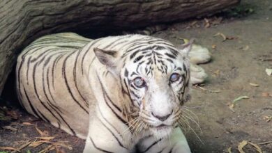 कात्रज उद्यानातील प्रियदर्शनी पांढऱ्या वाघिणीचा मृत्यू…