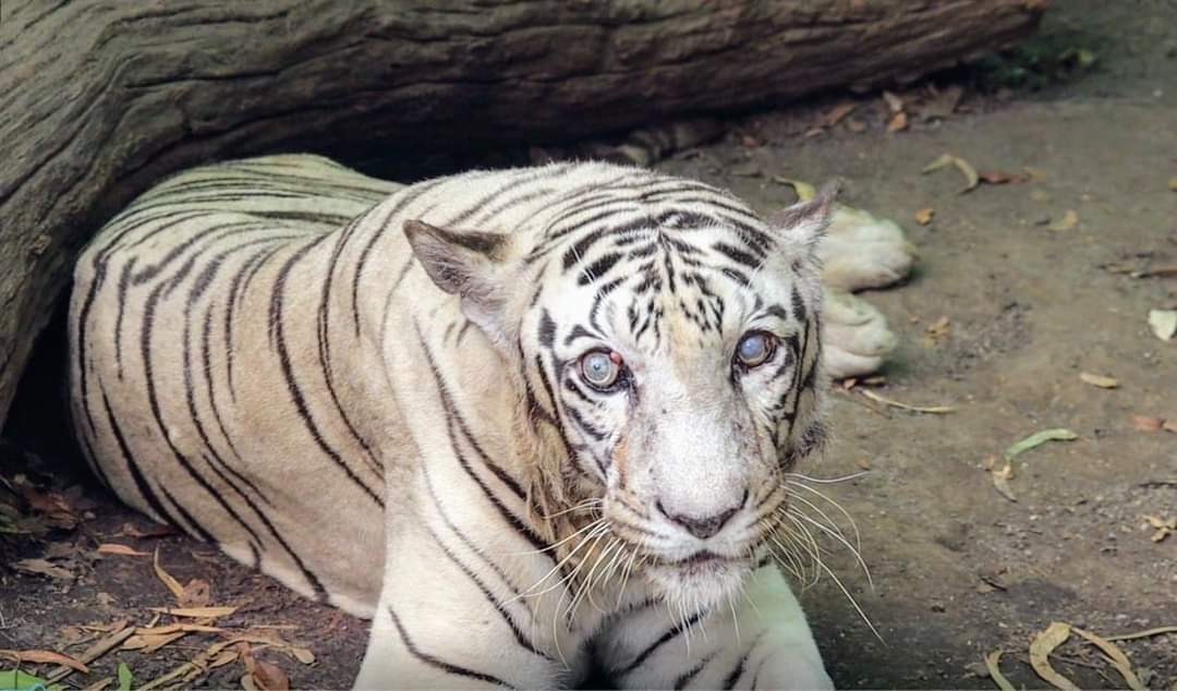 कात्रज उद्यानातील प्रियदर्शनी पांढऱ्या वाघिणीचा मृत्यू… कात्रज उद्यानातील प्रियदर्शनी पांढऱ्या वाघिणीचा मृत्यू…