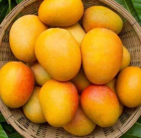 ‘देवगड हापूस’ म्हणून केरळच्या आंब्याची होतेय विक्री