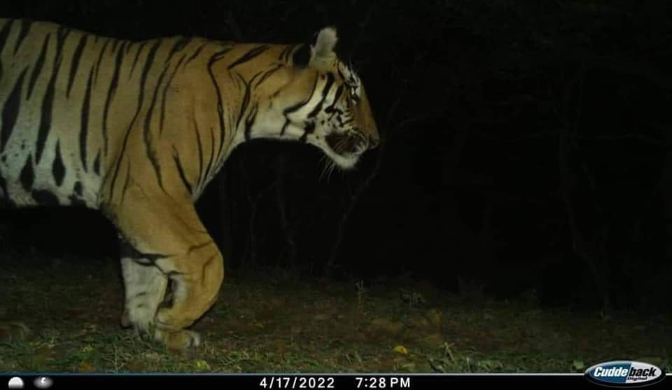 राधानगरी अभयारण्यात वाघाची एन्ट्री कॅमेऱ्यात दिसला पट्टेरी वाघ