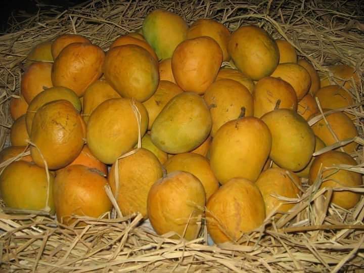 हापूस सामान्यांच्या आवाक्यात; जाणून घ्या दर