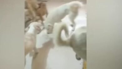 पुण्यात पोटच्या मुलाला 2 वर्षे 22 श्वानांसोबत कोंडून ठेवल्याची घटना उघड