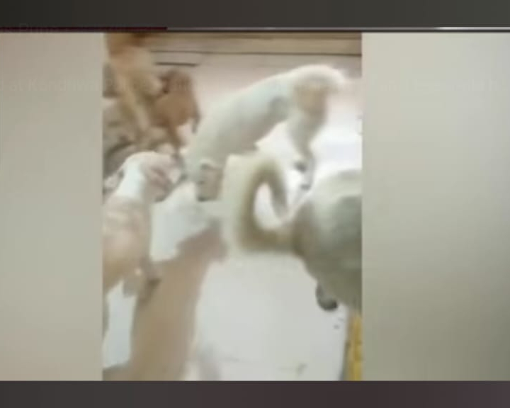 पुण्यात पोटच्या मुलाला 2 वर्षे 22 श्वानांसोबत कोंडून ठेवल्याची घटना उघड