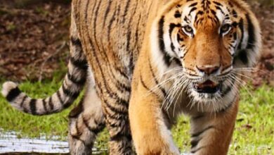 सिंहगडावर पट्टेरी वाघाचे दर्शन; वनविभाग पायांच्या ठशांची पाहणी करणार