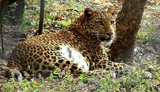 कोथरूडमधील हनुमाननगर टेकडीवर बिबट्या दिसल्याची चर्चा;नागरिकांमध्ये घबराटीचे वातावरण