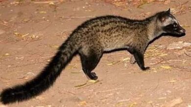 उदमांजर पकडणाऱ्यास वन विभागाकडून अटक