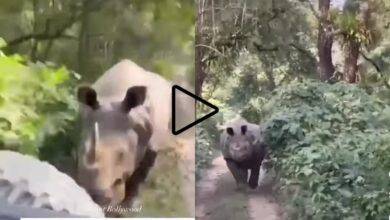 आसाम मध्ये गेंड्याने केला पर्यटकांचा पाठलाग : पहा व्हिडिओ