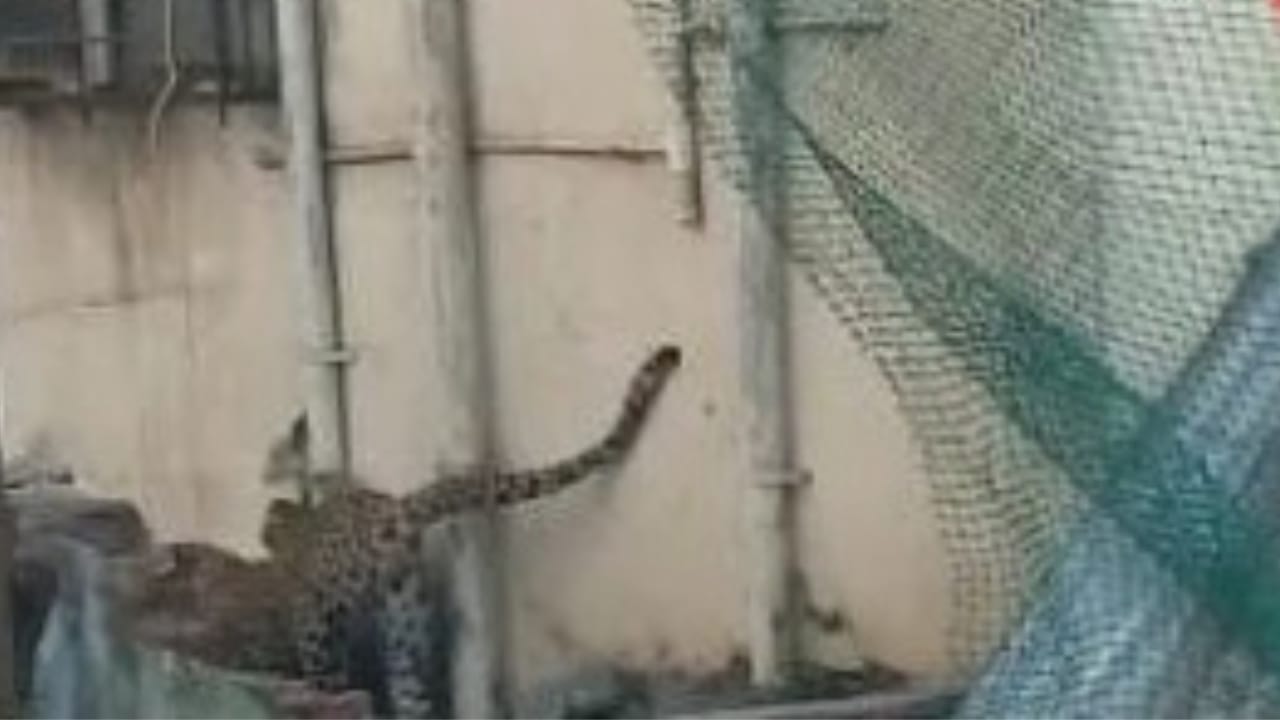 वारजे माळवाडी दिसला बिबट्या : वन विभागाची रेस्क्यू टीम घटनास्थळी