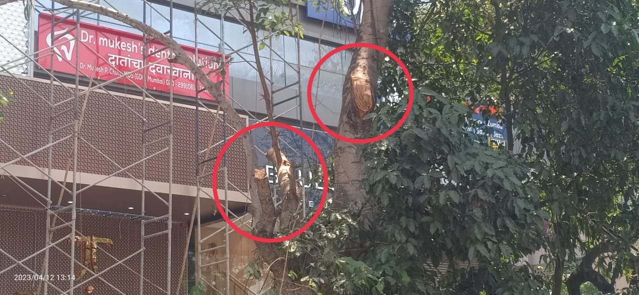 कर्वे रस्त्यावरील दुकानांसमोरील वृक्ष छाटणी मागे अर्थकारण, राजकारण आणि बरेच काही? अधिकाऱ्यांची भूमिका संशयाच्या भोवऱ्यात