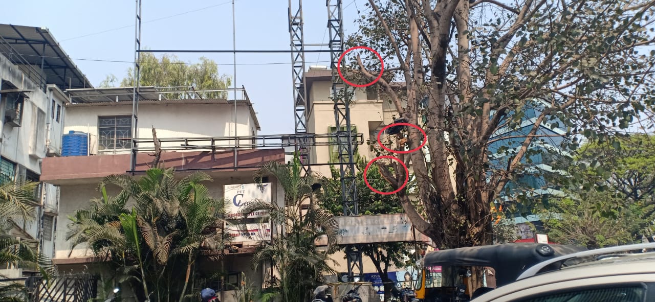 कोथरूडमध्ये होर्डींगसाठी वृक्षतोड ; अधिकाऱ्यांचे जाणीवपूर्वक दुर्लक्ष.. वृक्ष अधिकारी केदार वझे कधी कारवाई करणार?