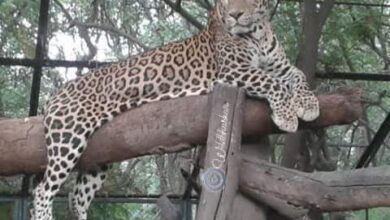 पुणेकरांनो सावधान! कात्रज प्राणीसंग्रहालयातून बिबट्या पळाला, शोध सुरूच…