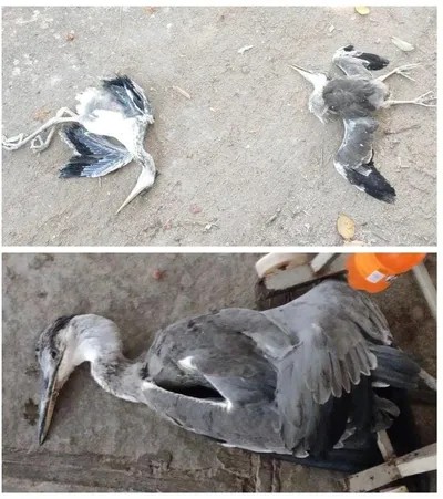 उष्माघाताने पक्षांचा मृत्यू उष्माघाताने पक्षांचा मृत्यू