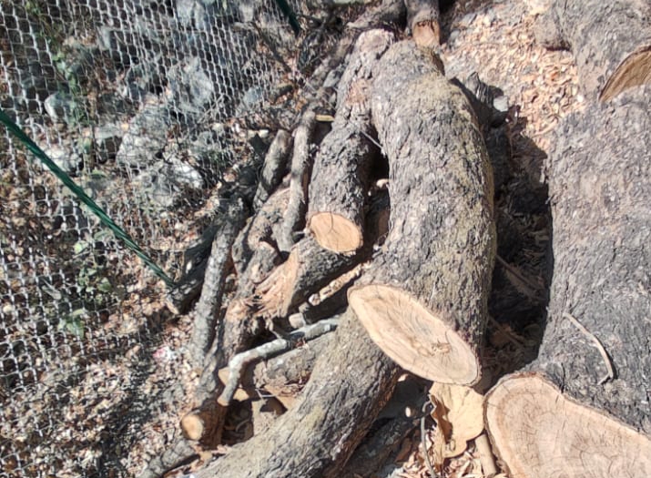 जागतिक पर्यावरण दिना दिवशीच पुण्यात झाडांची मोठी कत्तल