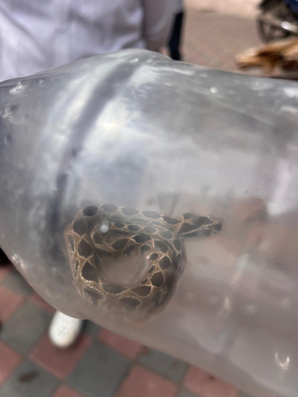 कर्वेनगरमधील घटना ; सरपण काढत असताना विषारी सापाने केला दंश.. कर्वेनगरमधील घटना ; सरपण काढत असताना विषारी सापाने केला दंश..