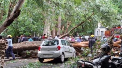 कोथरूडमध्ये दोन चारचाकी वाहनांवर भले मोठे झाड कोसळले..