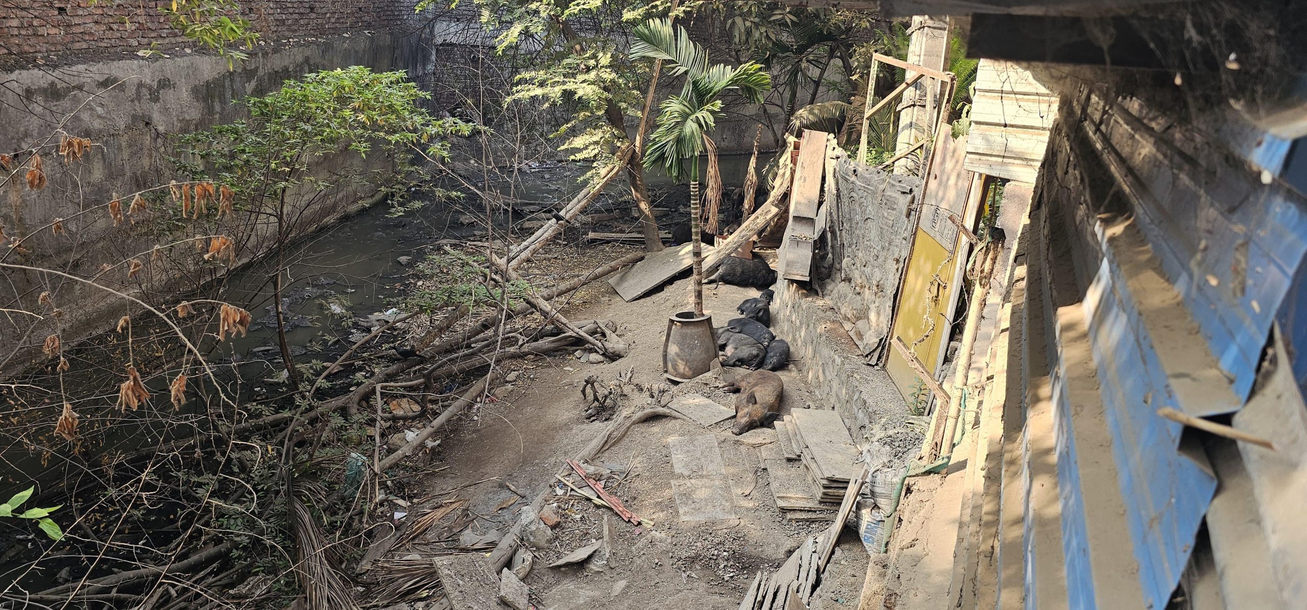 भारतीनगर जवळील नाल्यात रोज होणाऱ्या डुकरांच्या मृत्यूचे गूढ काय ? विषबाधा की आणखी काय..तपासाची दुष्यंत मोहोळ यांची मागणी.. भारतीनगर जवळील नाल्यात रोज होणाऱ्या डुकरांच्या मृत्यूचे गूढ काय? विषबाधा की आणखी काय.. तपासाची दुष्यंत मोहोळ यांची मागणी..