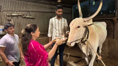 बाणेर मधील विधाते कुटुंबाने जपली परंपरा आणि ग्रामसंस्कृती, उत्साहात साजरा केला बैलपोळा 